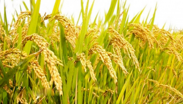 করোনা শনাক্তের ৪ ট্রাক ন