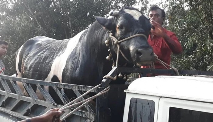 ২৫ লাখ টাকা দাম হাঁকা সেই ‘মানিক চাঁন’ ঢাকায়