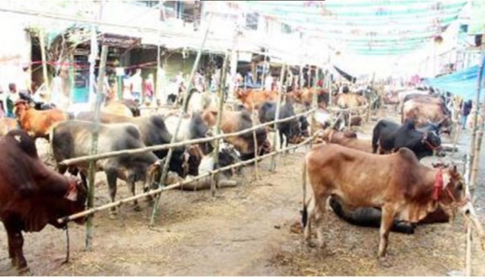 বাগেরহাটে শেষ মুহূর্তে জমে উঠেছে পশুরহাট