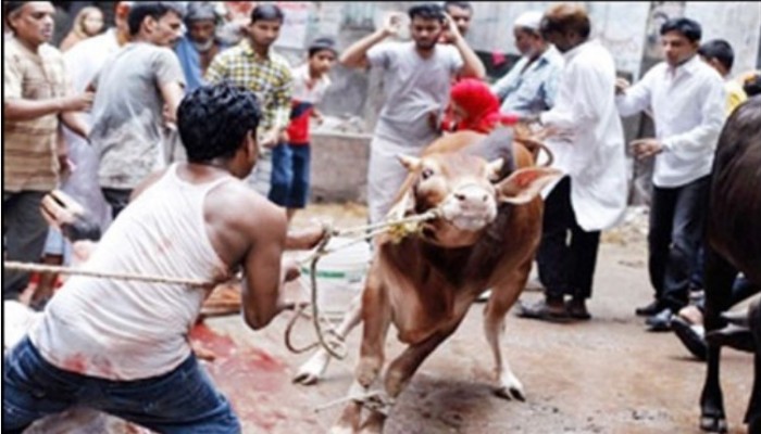 কোরবানি দিতে গিয়ে সারাদেশে শতাধিক আহত