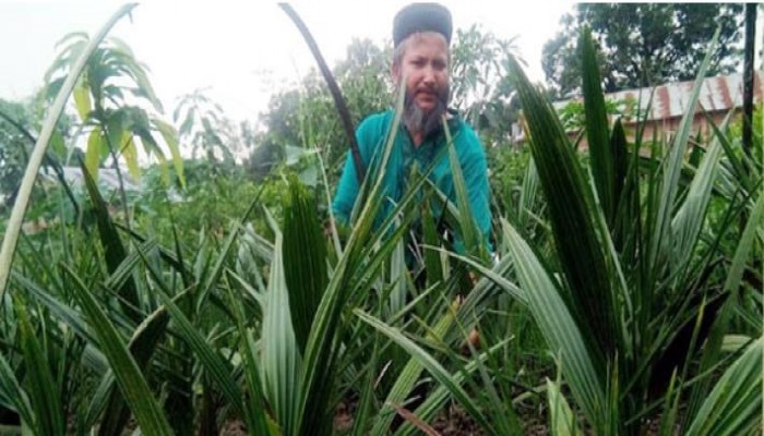 দিনাজপুরে উন্নত জাতের সৌদি খেজুরের চারা উৎপাদন