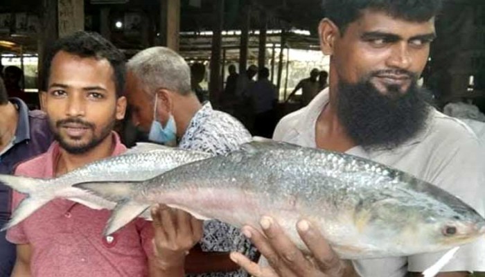 এক ট্রলারে ৮৭ মণ ইলিশ, বিক্রি ২৭ লাখ টাকায়