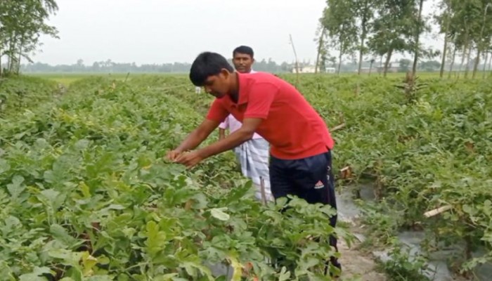 ঠাকুরগাঁওয়ে শিক্ষার্থীর তরমুজ চাষে সাফল্য