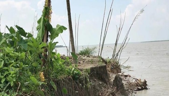 জাজিরায় দেড়মাসে পদ্মার ভাঙনে ৬০ পরিবার গৃহহীন