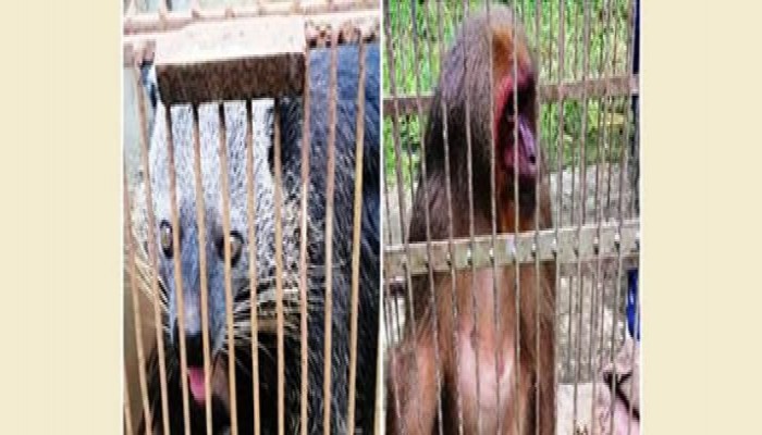 দুর্লভ বাঁশ ভাল্লুক লাউয়াছড়ায়, বানর-শকুন সাফারী পার্কে