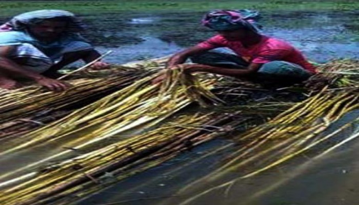 দিনাজপুরে পাটের বাম্পার ফলন