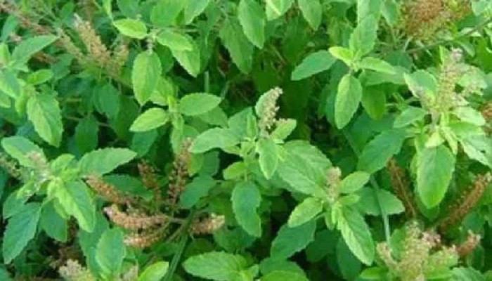 তুলসি পাতার যত গুণ