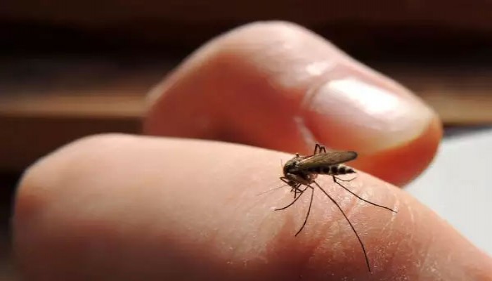 মশা থেকে যে ৫টি রোগ ছড়ায় বাংলাদেশে