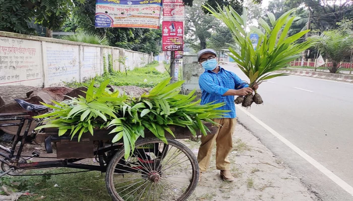 বঙ্গবন্ধুর শাহাদাত বার্ষিকীতে তিন হাজার গাছ লাগালেন স্কুল শিক্ষক