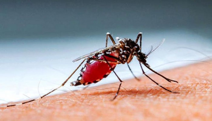 চলতি বছরে ডেঙ্গু আক্রান্ত ৮ হাজার ছাড়াল