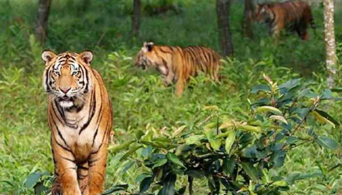 সাতক্ষীরার লোকালয়ে বেড়েছে বাঘের আনাগোনা