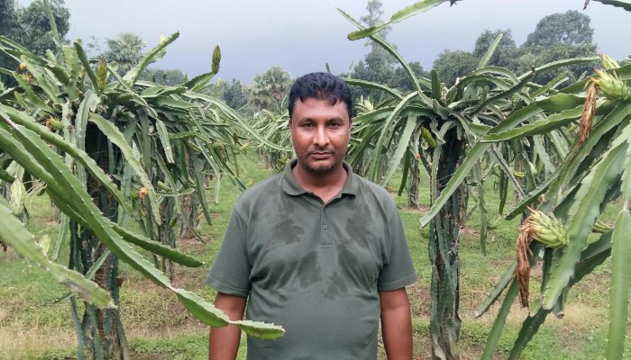 ভালুকায় ড্রাগন চাষে সফল বিল্লাল হোসেন মাতাব্বর।
