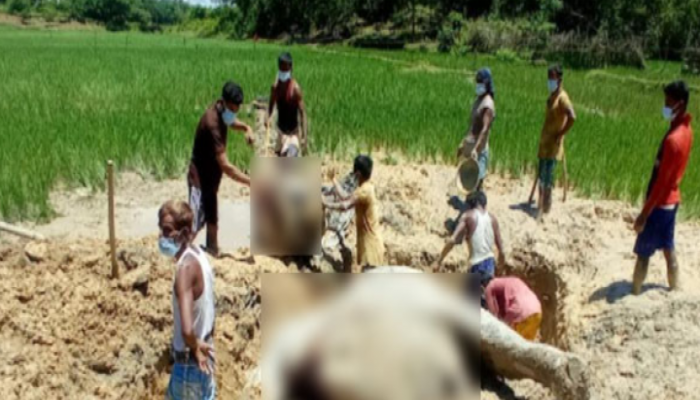 হাতিকে হত্যা করে মাথা-পা বিচ্ছিন্ন করে পুঁতে ফেলার চেষ্টা, অতঃপর...