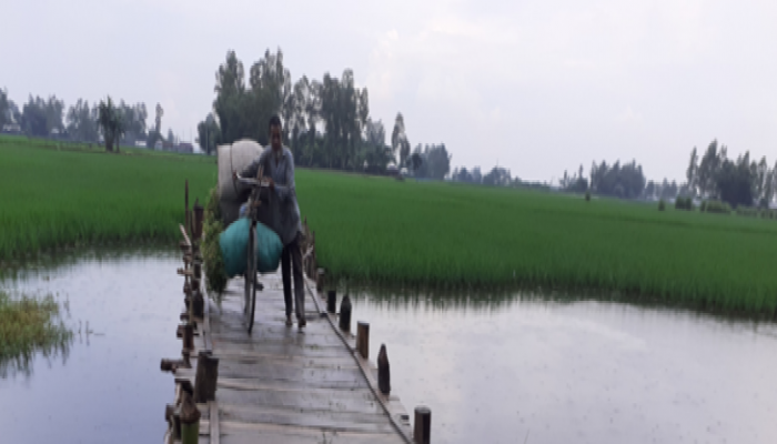 নীলফামারীতে চরবাসীর একমাত্র ভরসা 'কাঠের সেতু'