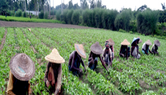 বগুড়ার মাঠে মাঠে আগাম শীতকালীন সবজি