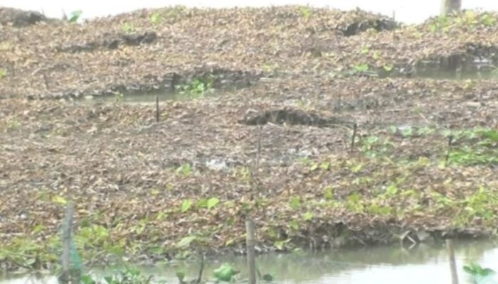 কুড়িগ্রামে বন্যায় ১৫ হাজার হেক্টর জমির ফসল নষ্ট