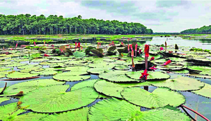 লাল সাদা শাপলা পদ্মে রূপসী আশুড়ার বিল
