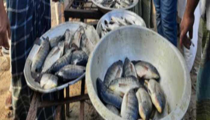 মানিকগঞ্জে দেশি মাছের আকাল