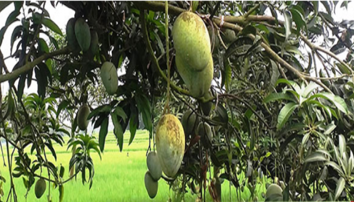 নতুন জাতের আম ‘ইলামতি’