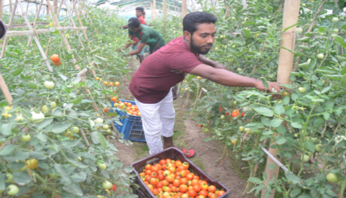 অসময়ের টমেটো চাষে খুশি তরুণরা