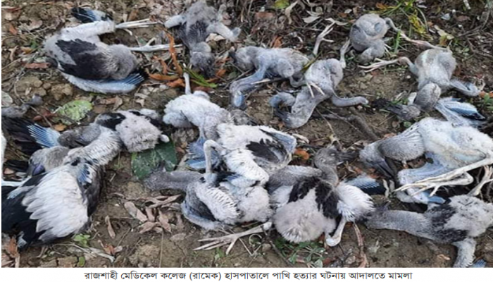 রাজশাহী মেডিকেলে শামুকখোল পাখি হত্যায় আদালতে মামলা