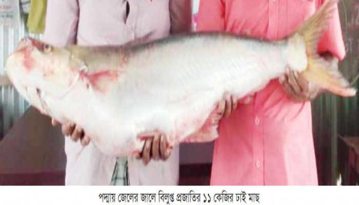 পদ্মায় জেলের জালে বিলুপ্ত প্রজাতির ১১ কেজির ঢাই মাছ