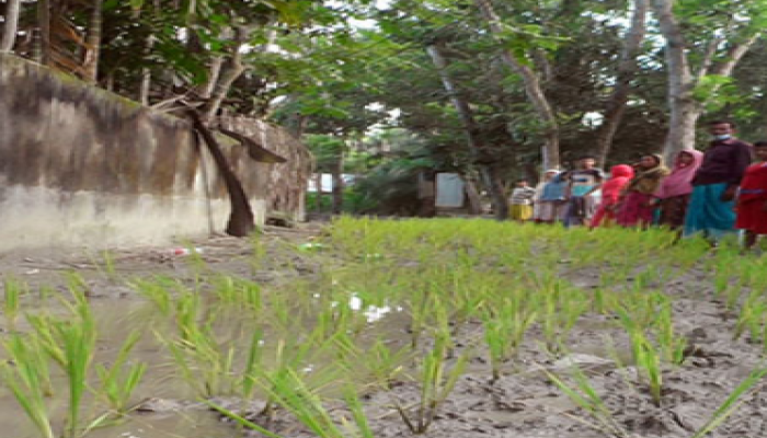 ৪০ বছরেও পূরণ হয়নি দাবি, রাস্তায় ধানের চারা রোপন