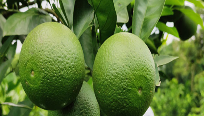 তেতুলিয়ার চা বাগানে মালটা চাষ