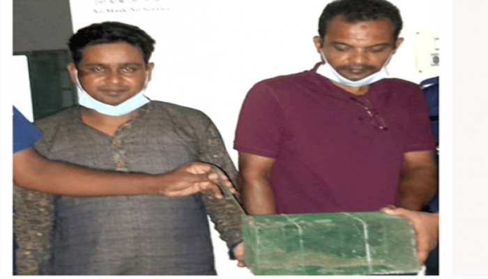গৌরনদীতে তক্ষক উদ্ধার, গ্রেফতার ২