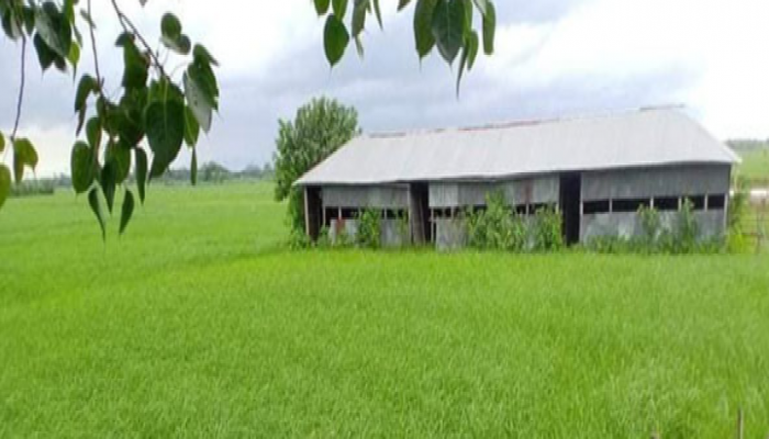 স্কুল মাঠে ধান চাষ ম্যানেজিং কমিটির সভাপতির!