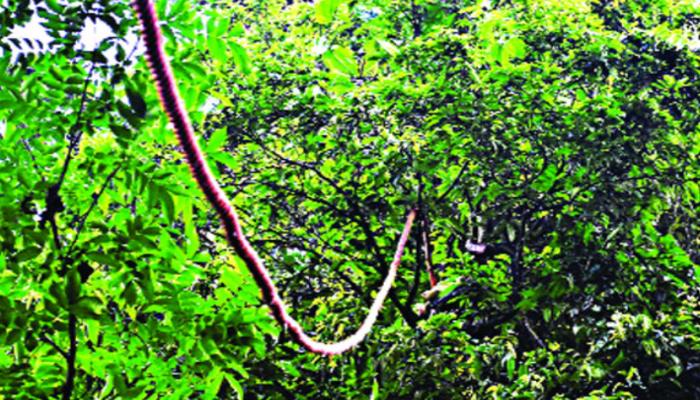 রশি বেয়ে গাছ থেকে গাছে যাবে প্রাণী