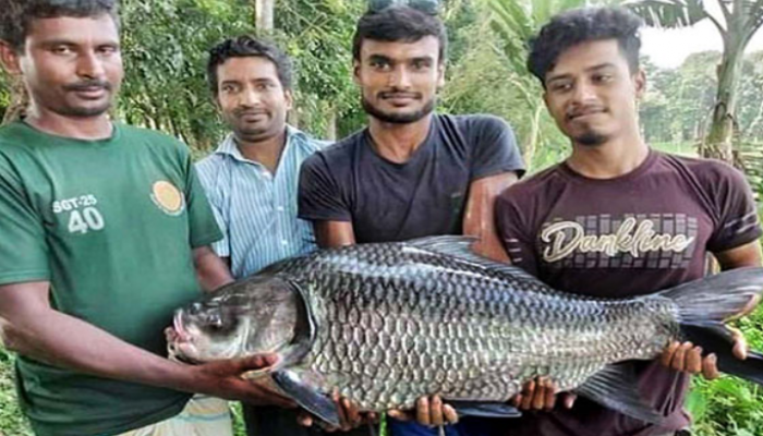 ৩০ কেজি ওজনের কাতলা ধরা পড়ল দিঘিতে
