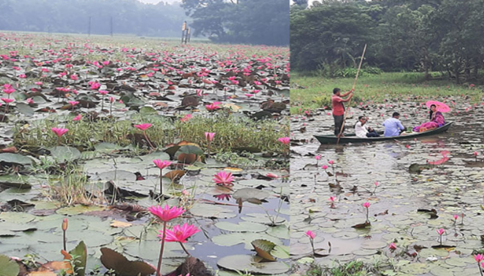 লাল শাপলার রাজ্য দাউদপুর