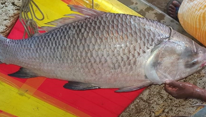 পদ্মায় ধরা পড়ল ১৮ কেজির কাতল