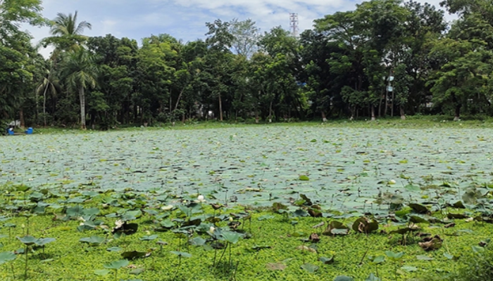 বরিশালে শতবর্ষী পদ্ম পুকুর জৌলুস হারিয়েছে