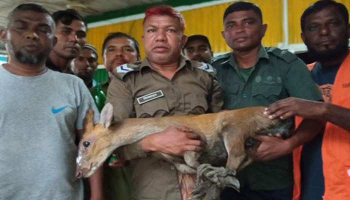 বাঘের তাড়া খেয়ে লোকালয়ে হরিণ!