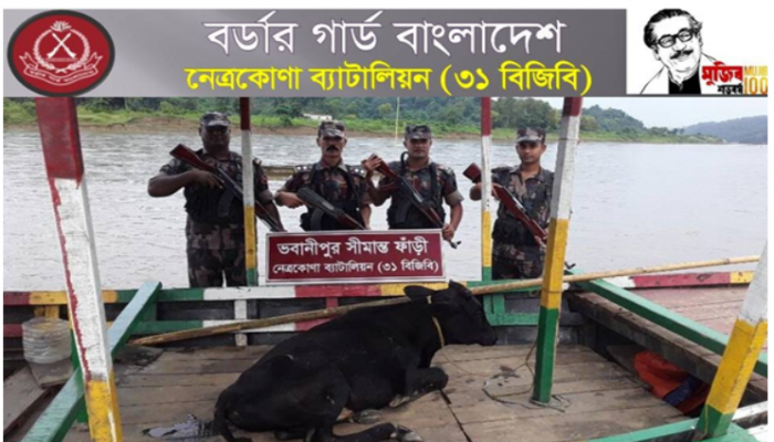 নেত্রকোনার সীমান্ত এলাকায় বিজিবির অভিযানে এক গরু আটক