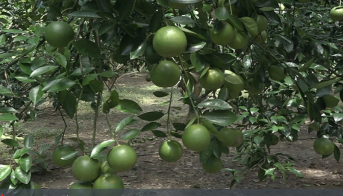 মাল্টা চাষে মডেল উজিরপুরের কৃষক শ্যামল