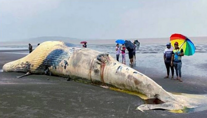 সাগরপাড়ে ভেসে এলো ৩০ হাজার কেজির তিমি!