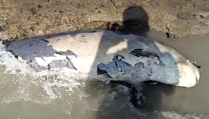 কুয়াকাটা সৈকতে আবারও ভেসে এলো মৃত ডলফিন