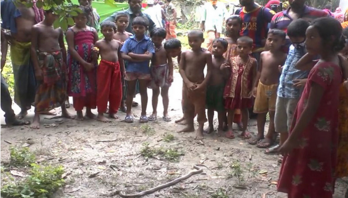 শৈলকুপায় সাপের কামড়ে দুই জনের মৃত্যু
