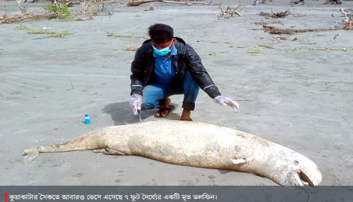 বঙ্গোপসাগরে হুমকির মুখে ডলফিন-শুশুকের অস্তিত্ব