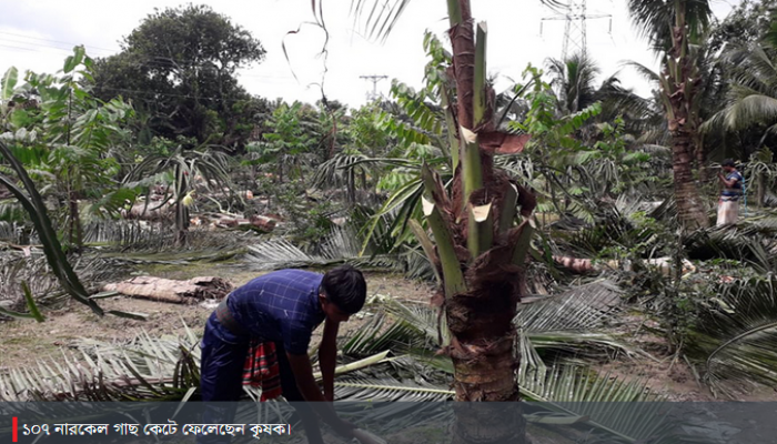 ফলন না হওয়ায় ১০৭ নারকেল গাছ কেটে ফেললেন জাতীয় পুরস্কারপ্রাপ্ত কৃষক