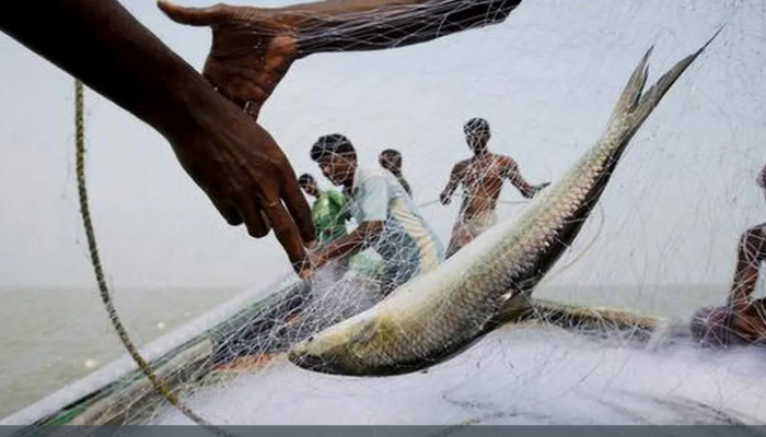 আজ মধ্যরাত থেকে ইলিশ ধরায় ২২ দিনের নিষেধাজ্ঞা