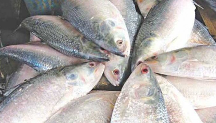 মধ্যরাত থেকে ইলিশ ধরা বন্ধ হচ্ছে