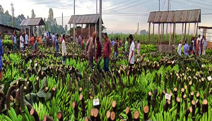 দিনাজপুরে লাভজনক হওয়ায় বাড়ছে কলা চাষ