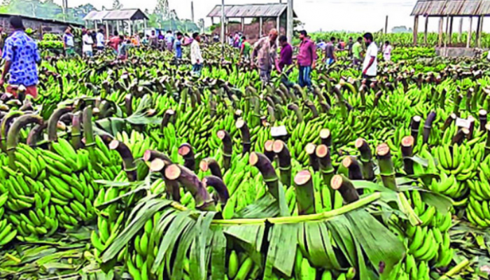 বৃহৎ কলার হাট দিনাজপুরে