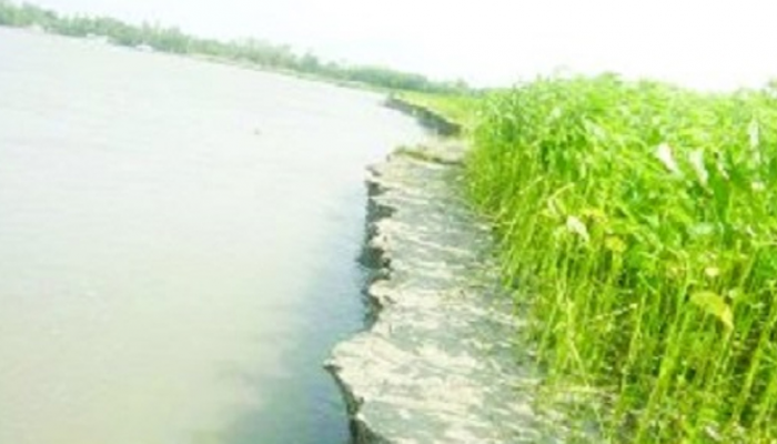 গঙ্গাচড়ায় তিস্তার ভাঙনে বিলীন ফসলি জমি