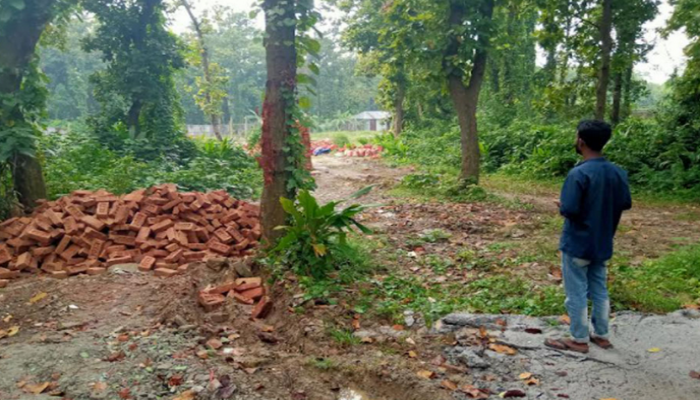 কালিয়াকৈরে বিপুল পরিমাণে গজারি গাছ কর্তন