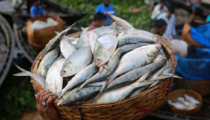 বন্ধ হয়ে গেল ভারতে ইলিশ রফতানি